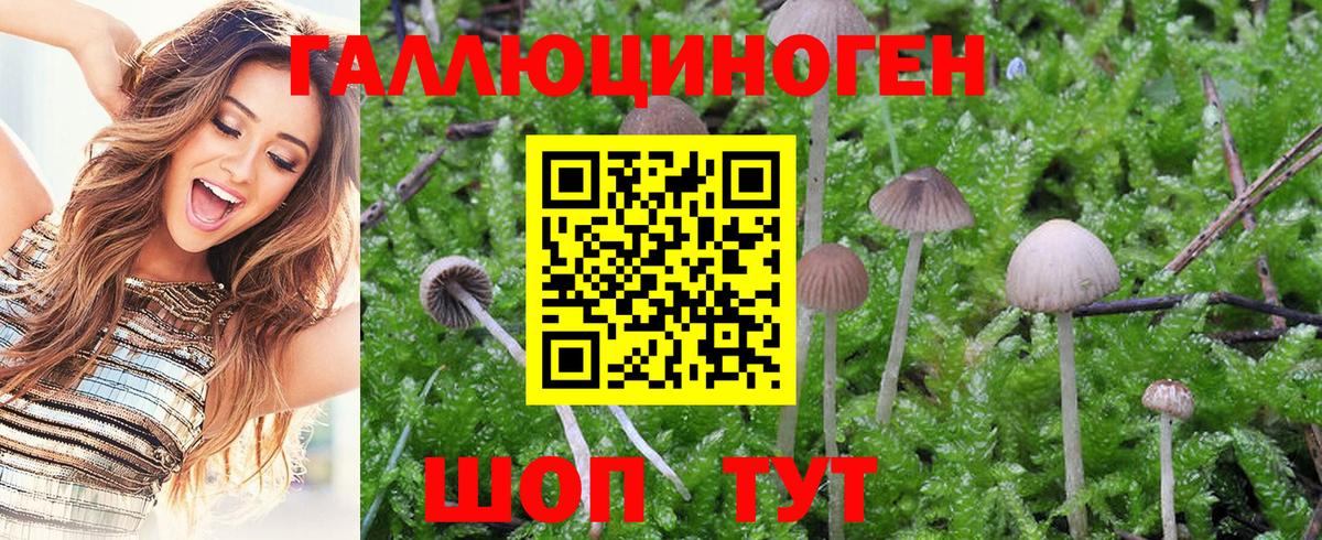 где купить наркоту  Галлюциногенные грибы GOLDEN TEACHER  Вход с VPN  Татарск 